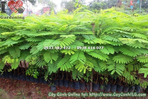 Cây phượng vĩ cao 1m4 Ms 17763 – tán lá xanh tươi