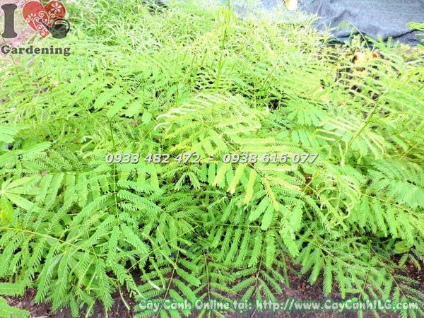 Cây phượng vĩ cao 1m Ms 18430 – hình ảnh thực tế tại vườn ILG