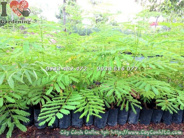 Cây phượng vĩ cao 1m Ms 18430 – cây giống đẹp tại ILG
