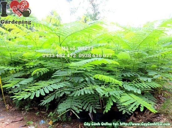 Cây phượng vĩ giống 1,4m – hoa đỏ rực, bóng mát lớn cho công trình cảnh quan