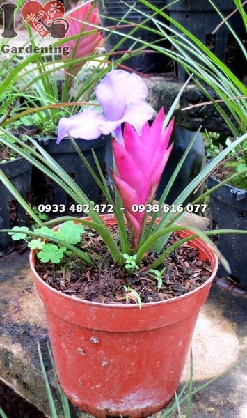 Cây quạt ba tiêu nhỏ – chậu kiểng hoa tím đẹp trong nhà