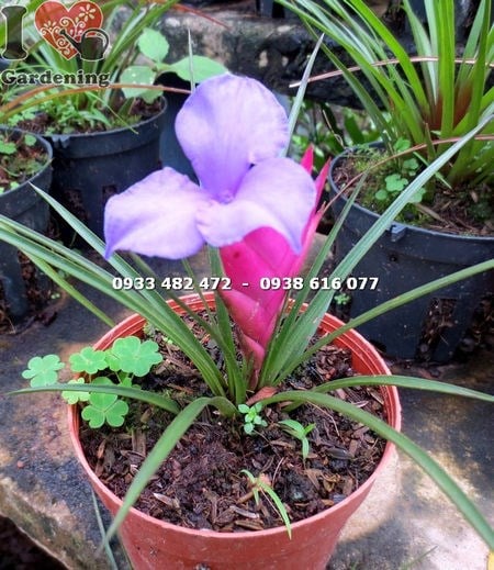 Cây quạt ba tiêu nhỏ – bông hoa tím nổi bật giữa cụm lá bắc hồng