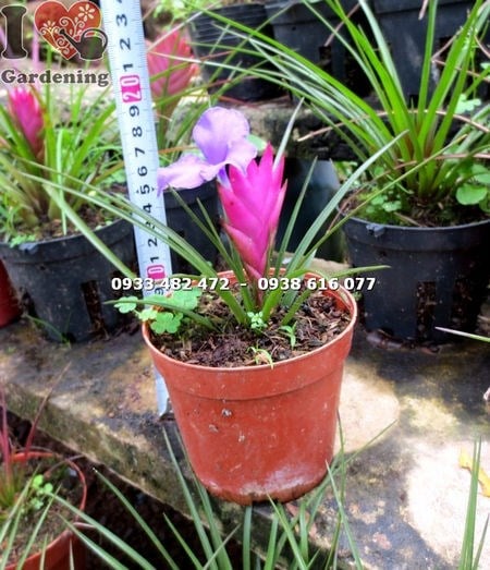 Cây quạt ba tiêu nhỏ trang trí quán cà phê, văn phòng, sân vườn