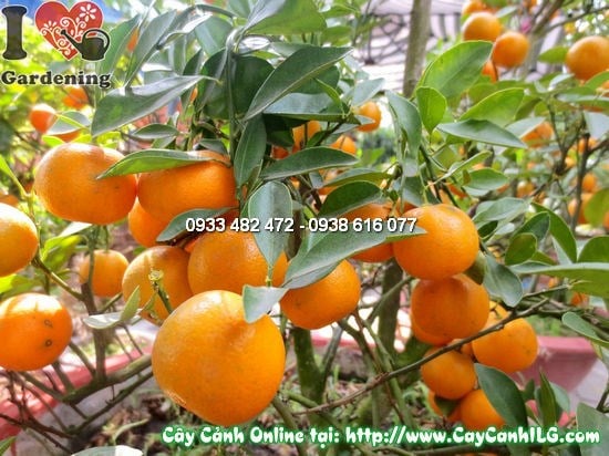 Trái quất Hà Nội vàng căng tròn trên cành