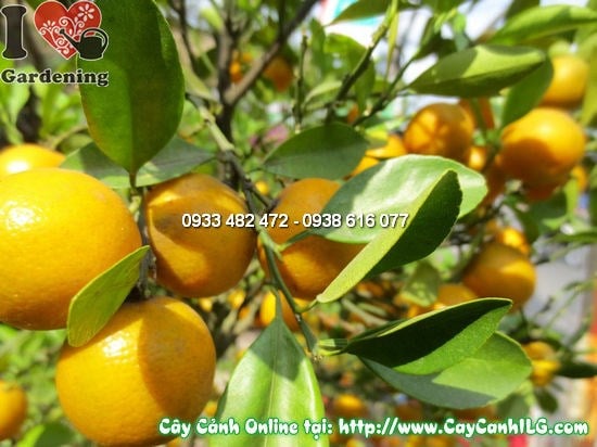 Cây quất Hà Nội tán xanh trái vàng đẹp