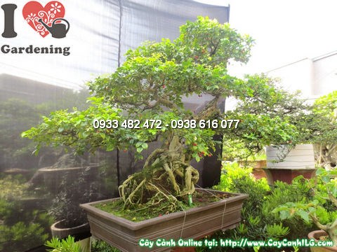 Cây quý bonsai nguyệt quế 135cm dáng bonsai đẹp