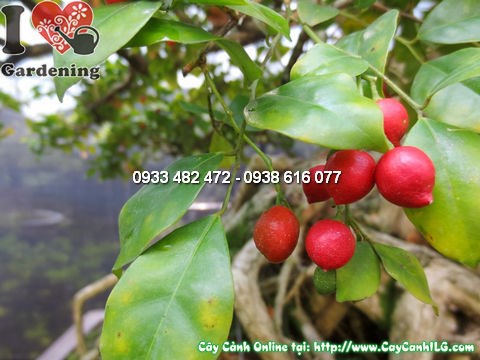 Hình ảnh chính diện cây quý bonsai 135cm ms 12785