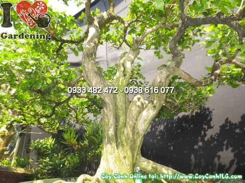 Cây quý bonsai già đẹp 100cm hoành 37cm góc độ 2
