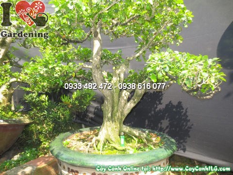 Cây quý bonsai già 100cm hoành 37cm toàn cảnh