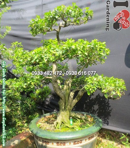 Chi tiết thân bonsai cây quý già đẹp ms 12798