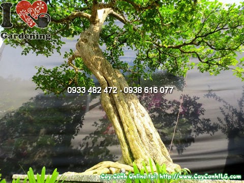 cây quý bonsai già cao 175cm chính diện góc 1