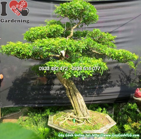 cây quý bonsai già cao 175cm chính diện góc 3