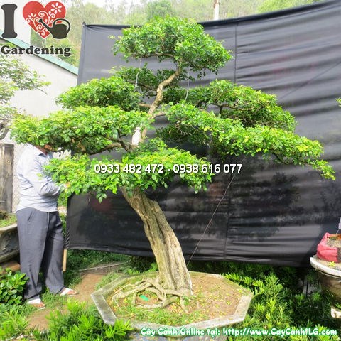 cây nguyệt quế bonsai già cao 175cm tán lá xanh mướt