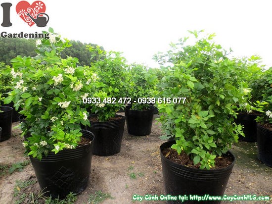 Cây Quý cao 0,6m – kích thước lý tưởng trồng hàng loạt, làm hàng rào khuôn viên