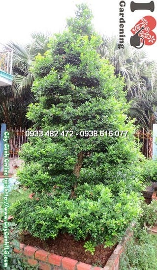 Cây quý cắt tháp lớn cao 3,5m - Ms:12426 - ILG
