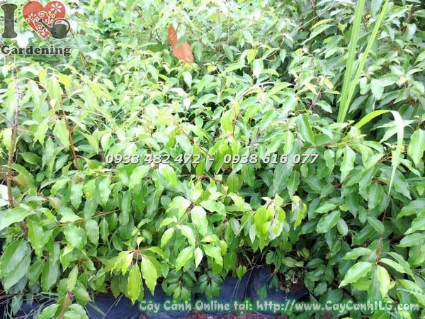 Cây rã hương trồng cảnh quan khuôn viên tại TP.HCM