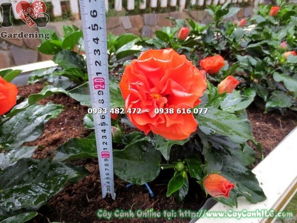 Cây râm bụt thái hoa cam – công dụng trồng hàng rào tiểu cảnh