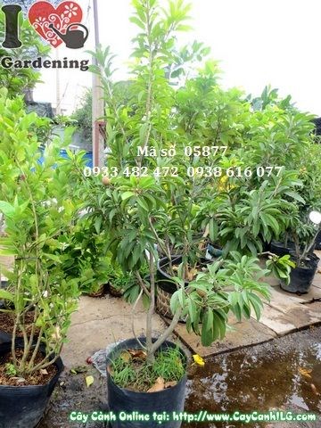 cây sabôchê hồng xiêm – công dụng và ý nghĩa phong thủy