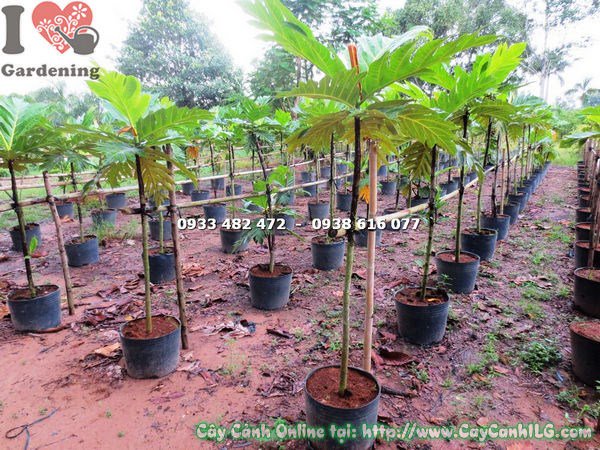 Cây sa kê cao 1m2 lá xanh bóng gân lá đẹp