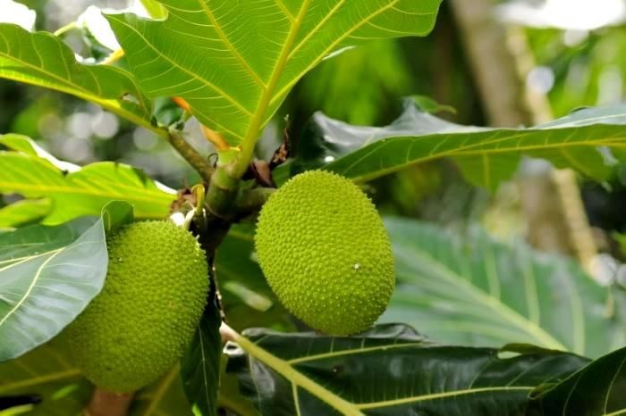 Cây sa kê cao 1m2 Ms 17764 - ILG cung cấp sỉ lẻ