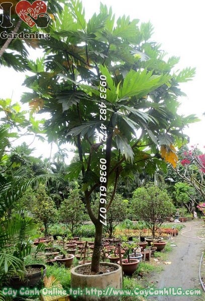 Cây sa kê cao 4m Ms 18768 vườn ươm ILG TP HCM