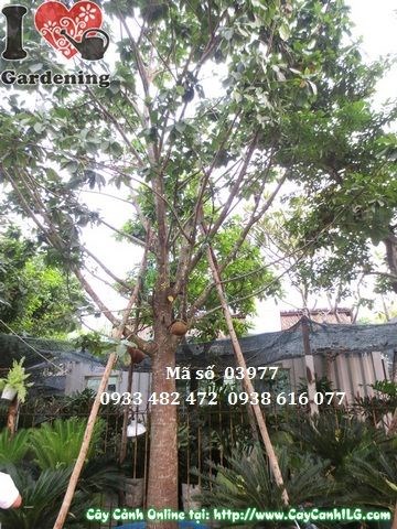 Cây Sala cao 4,5m hoành gốc 80cm Ms 03977 tại ILG