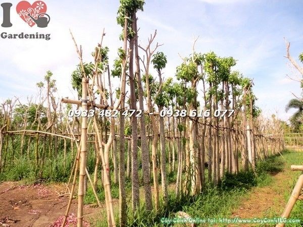 Hoa cây Sala nở trực tiếp trên thân – kỹ thuật kích hoa hiệu quả