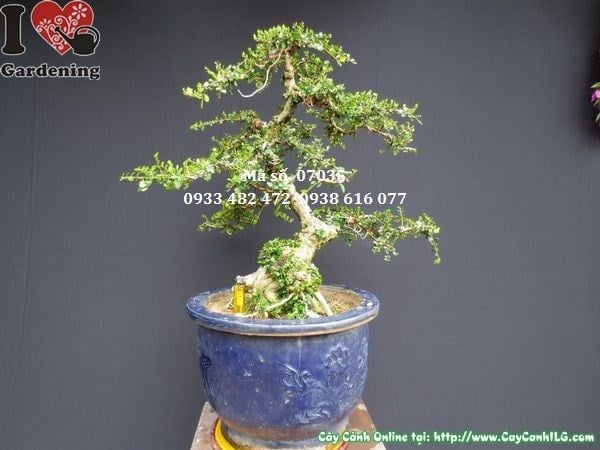 Cây sam núi bonsai gốc u lớn đặt ngoài sân vườn – Ms 07035