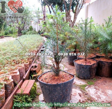 Cây Sa Mu giống cao 40cm – cây quý hiếm tại vườn ILG