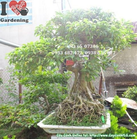 Dáng thế cây sanh bonsai già đẹp cao 110cm tại ILG