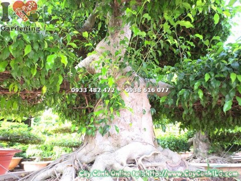 Cây Sanh Bonsai Kiểng Cổ Cổ Thụ (Cao 3m – Ms: 18278)