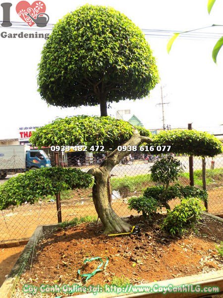 Cây sanh bonsai kiểng cổ dáng phụ tử 2m - góc nhìn thân và rễ nổi nghệ thuật