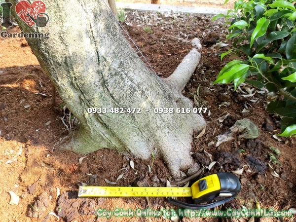 Cây sanh bonsai kiểng cổ dáng phụ tử cao 2m Ms 18279 - toàn cảnh tác phẩm