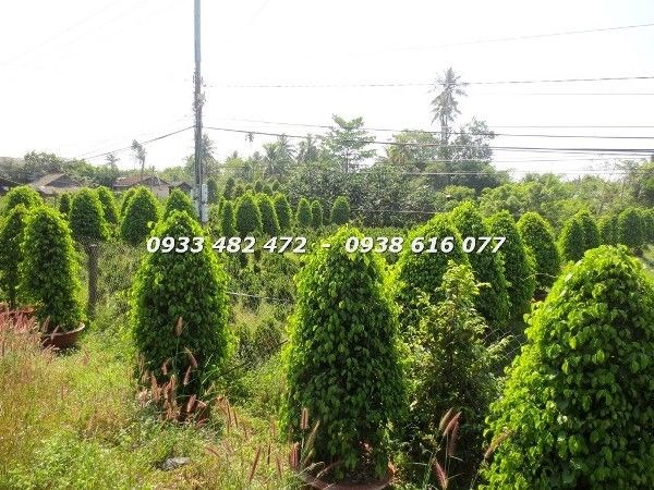 Cây Sanh Cắt Tháp cao 1,5m dáng tháp nhọn đẹp Ms 22992