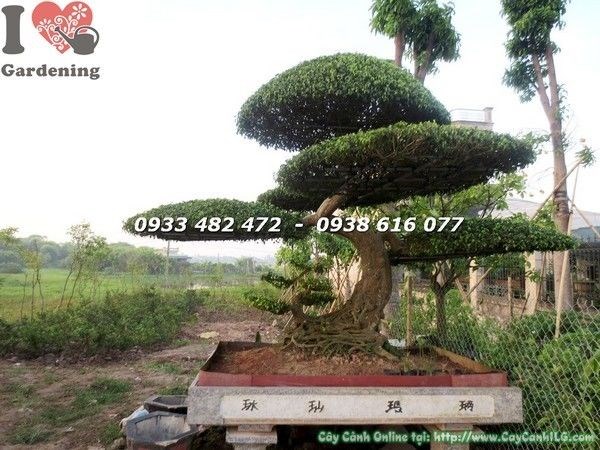 Cây sanh thế mẫu tử đẹp tại vườn ILG