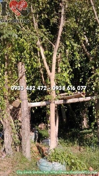 Cây sanh hàng rào cao 4m được cắt tỉa đẹp tại công trình