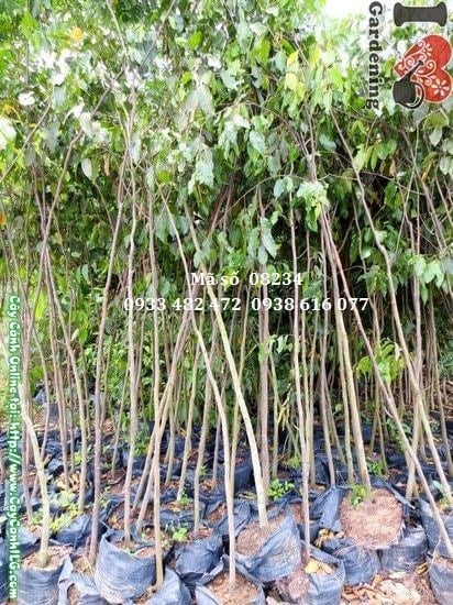 Cây sao đen cao 2,5m - Ms 08234 tại vườn ILG