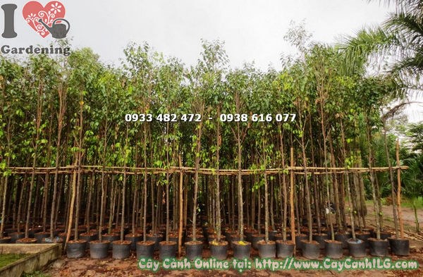 Cây sao đen cao 4m Ms 17765 - cây công trình bóng mát