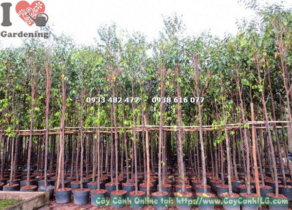 Hình ảnh cây sao đen cao 4m Ms 17765 tại vườn ILG