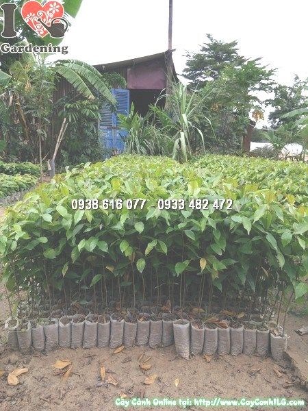 Cây sao đen giống bọc nhỏ Ms 24480 - ILG cung cấp sỉ lẻ