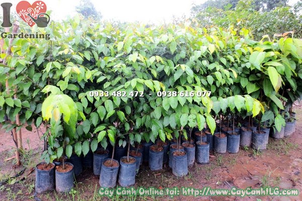 cây sao đen giống cao 1m4 Ms 17807 - ILG vườn cây cảnh