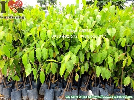 Thân và lá cây sao đen giống cao 1m Ms 08235