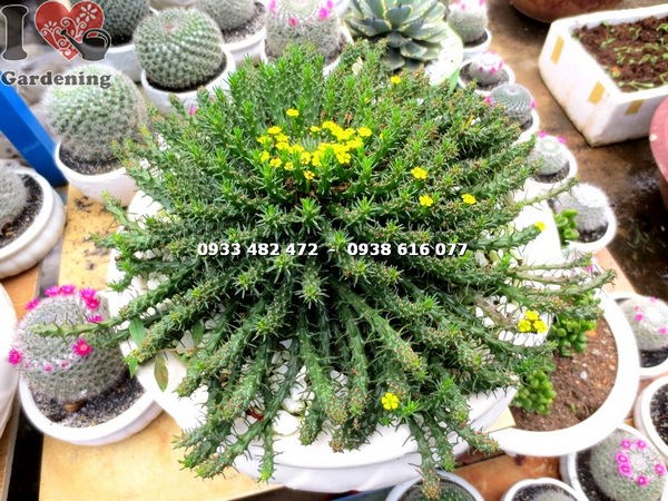 Cây sen đá bạch tuộc lớn nhất – góc nhìn từ trên