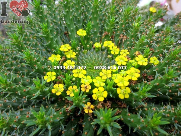 Cây sen đá bạch tuộc lớn nhất – hoa vàng li ti đặc trưng
