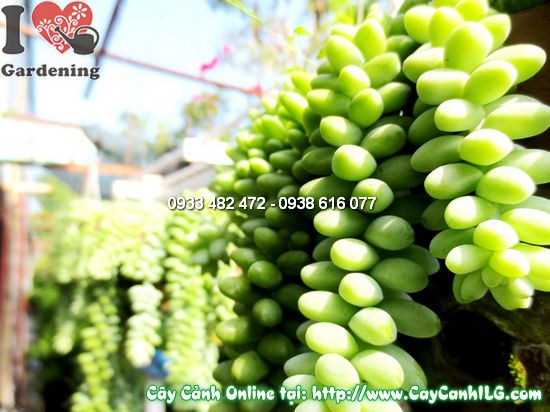 Cây sen đá chuỗi ngọc cao 10cm – chuỗi lá tròn mọng nước xanh mướt