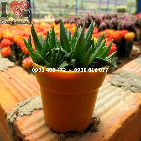 Cây sen đá cỏ ngọc nhỏ – dáng mũi giáo độc đáo, nhỏ gọn dễ trồng
