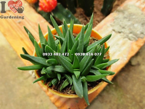 Hình ảnh thực tế cây sen đá cỏ ngọc nhỏ MS 13745 tại vườn ILG