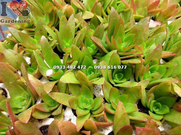 Các giống cây sen đá khác nhau tại ILG
