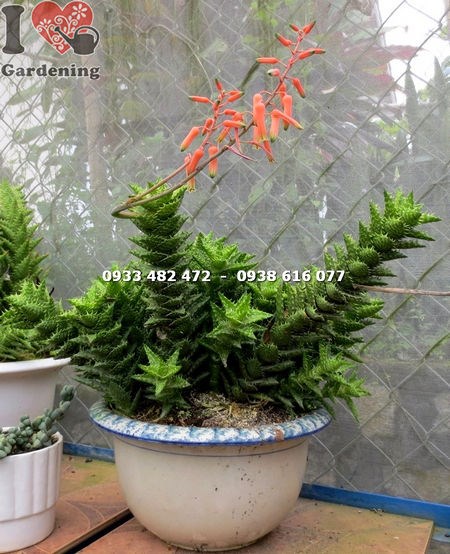 Cây sen đá hàm cá mập lớn nhìn gần - chi tiết lá và hoa