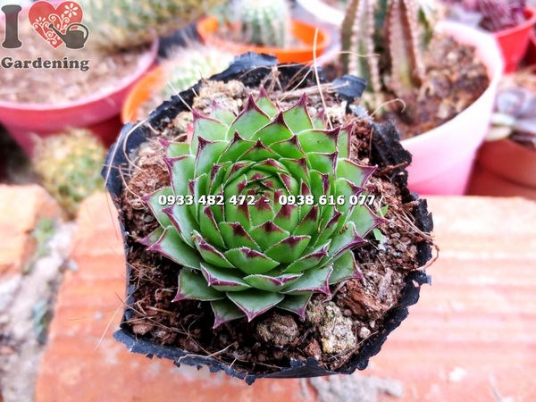 Chi tiết lá sen đá hồng phấn nhỏ với lớp phấn trắng mịn đặc trưng